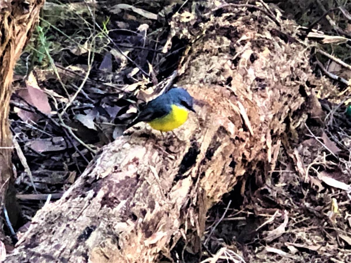 Countryside Retreat Romantic Tranquil Native Wildlife Township Hepburn - Daylesford Hepburn Springs Ngoại thất bức ảnh